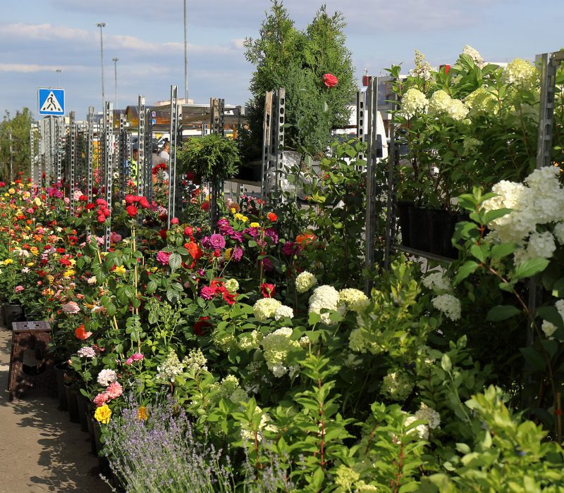 15sadoviy Centr Sadovodtk